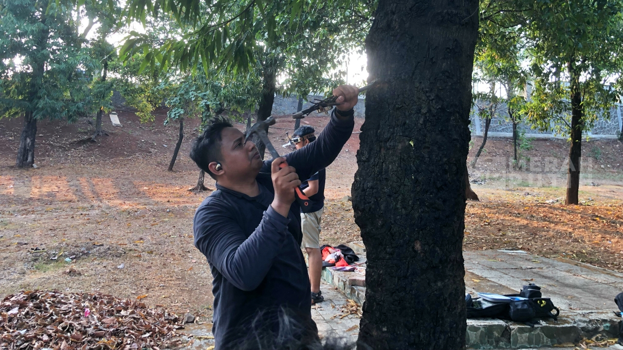 Berawal dari Spanduk Liar, Nail Hunter Kumpulkan 10 Kilogram Paku dari Pohon
