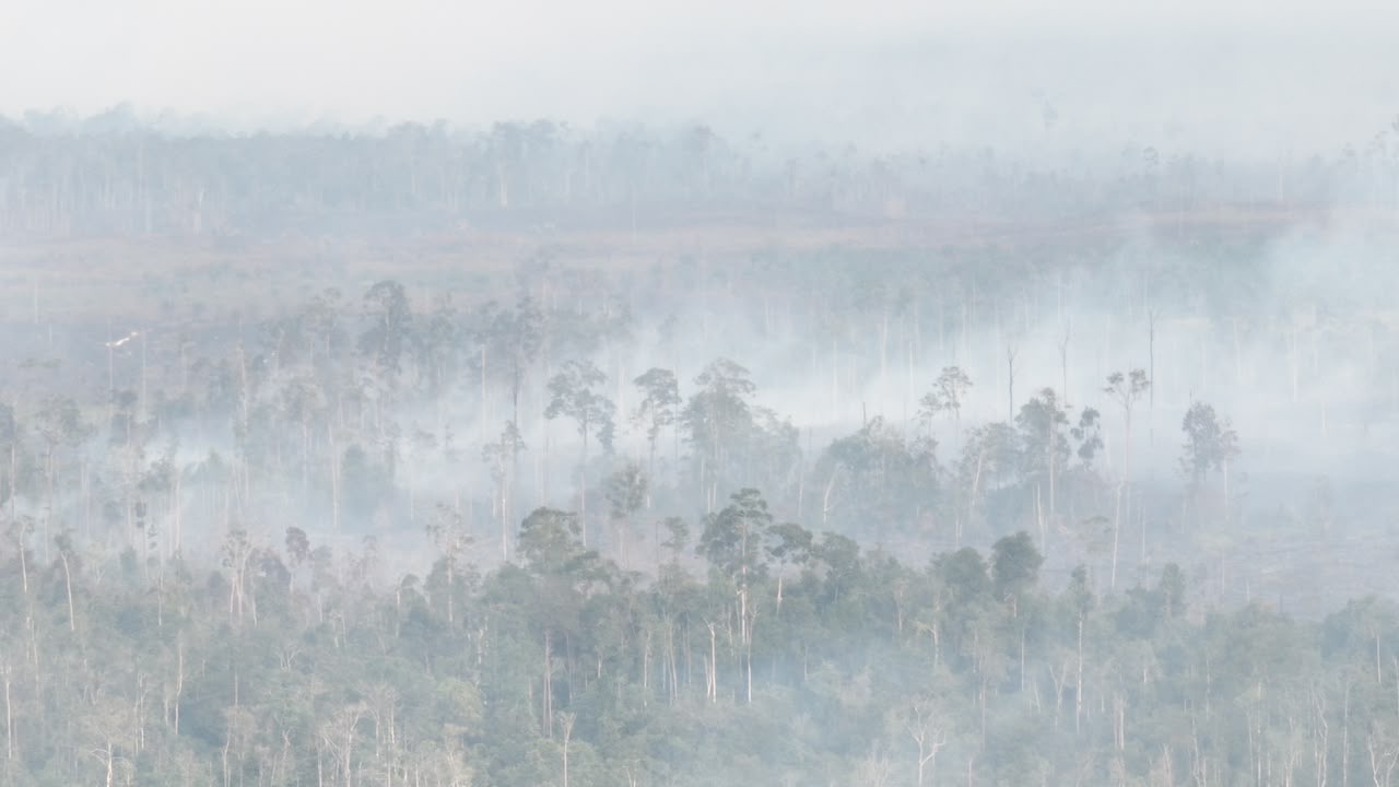 Peringatan WMO: Kebakaran Hutan dan Gelombang Panas Bisa Perparah Polusi Udara Global