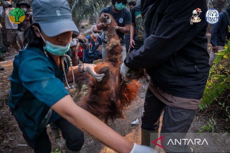 Kronologi Tragis Orangutan Sempurna Mati Akibat Kabut Asap, Sempat Kritis di Kebun Sawit