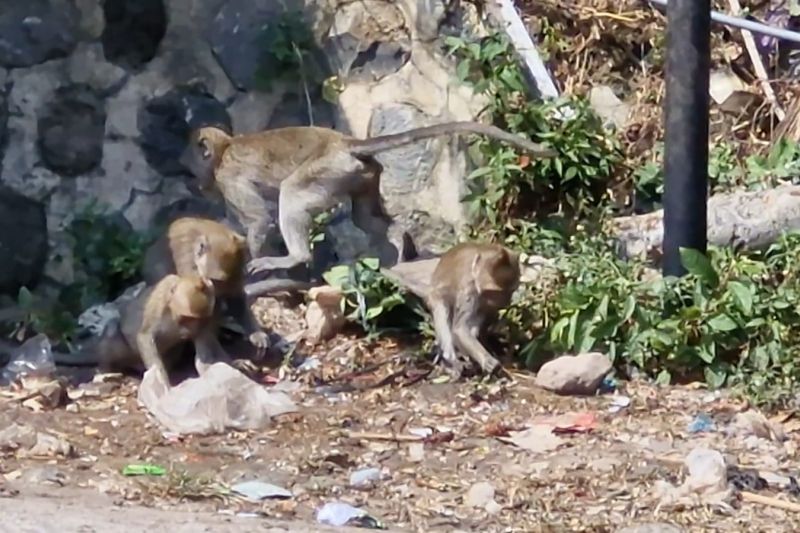 Fenomena Ratusan Kera Lereng Wilis Ponorogo Turun Gunung, Pertanda Apa?