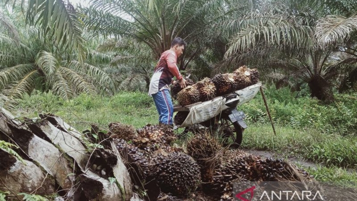 Harga TBS Jatuh, Satgas Pangan Polri Lakukan Penyelidikan ke 173 Pabrik Kelapa Sawit