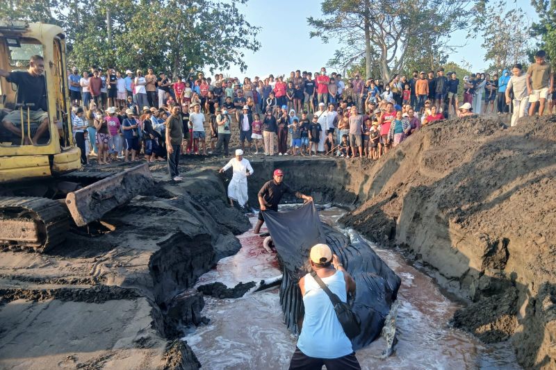 Sedihnya, Paus Bungkuk Terdampar di Bali Akhirnya Mati Setelah 5 Jam Penyelamatan Gagal