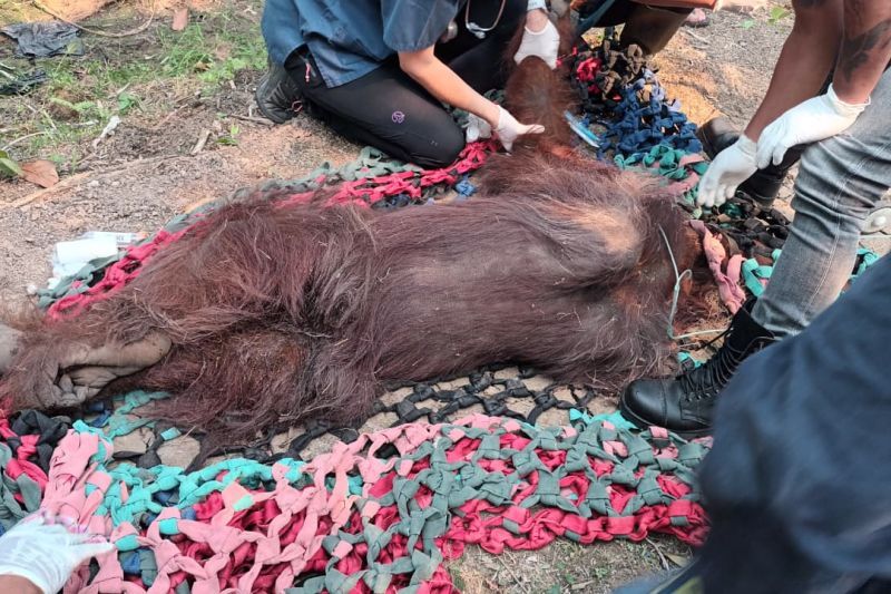 Orangutan Terpapar Asap Kebakaran Hutan dan Lahan Dievakuasi Kemenhut