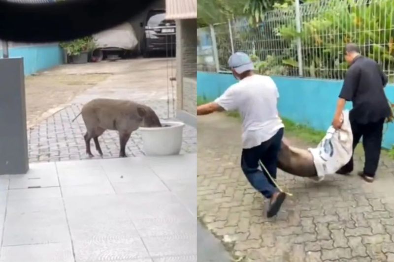 Babi Viral Pejaten Gegerkan Warga! Begini Nasibnya Supaya Tak Ada 'Anak Babi' Susulan