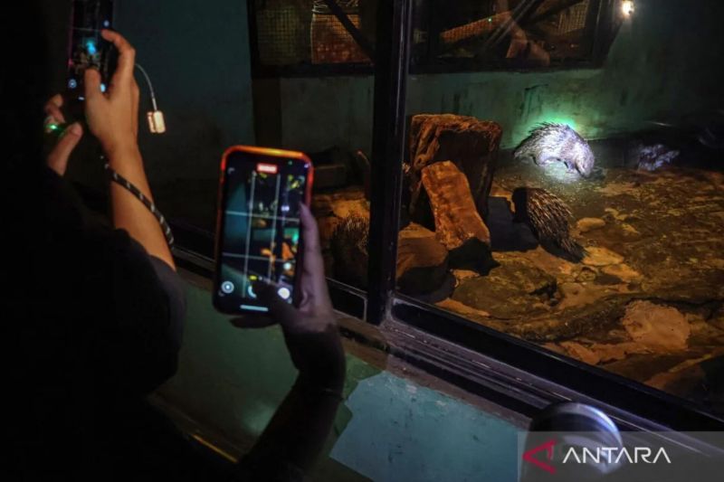 Uji Coba Kedua 'Night at The Ragunan Zoo': 4.713 Pengunjung Rela Antre Demi Hewan Bengong